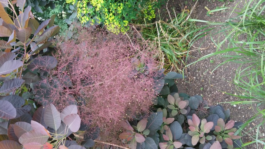 Cotinus  plantplacesimage20150705_133233.jpg