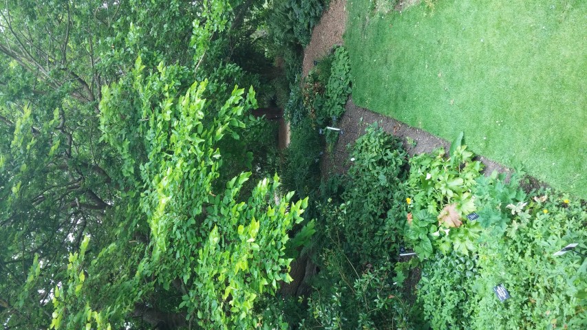 Morus bombycis plantplacesimage20150705_135345.jpg