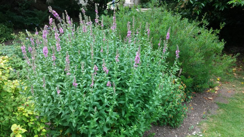 Lythrum scalaria plantplacesimage20150705_140022.jpg