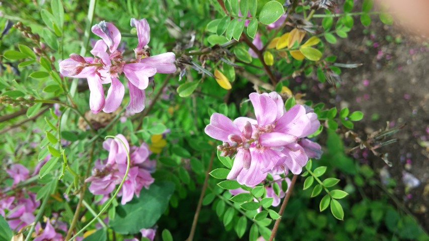 Indigofera tinctoria plantplacesimage20150705_140732.jpg