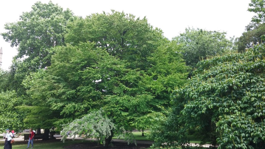 Cercidiphyllum japonicum plantplacesimage20150705_141218.jpg