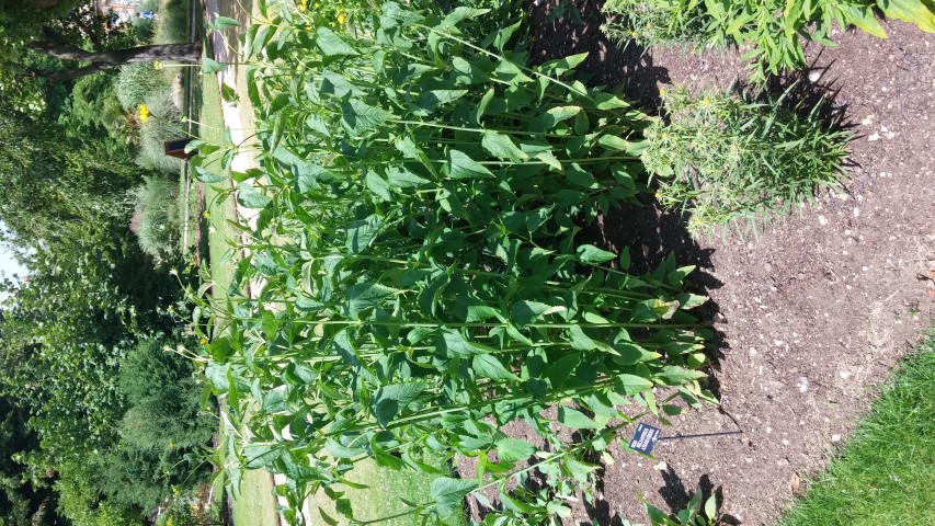 Helianthus atrorubens plantplacesimage20150705_142159.jpg
