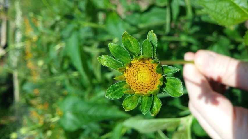 Helianthus atrorubens plantplacesimage20150705_142216.jpg