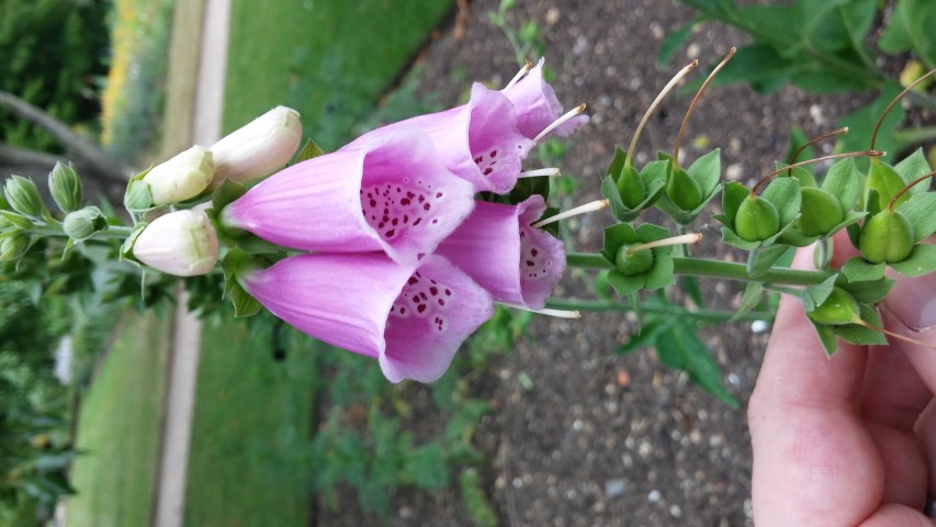 Digitalis purpurea plantplacesimage20150705_150239.jpg