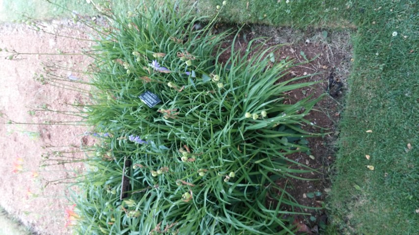 Hemerocallis lilioasphodelus plantplacesimage20150705_151122.jpg