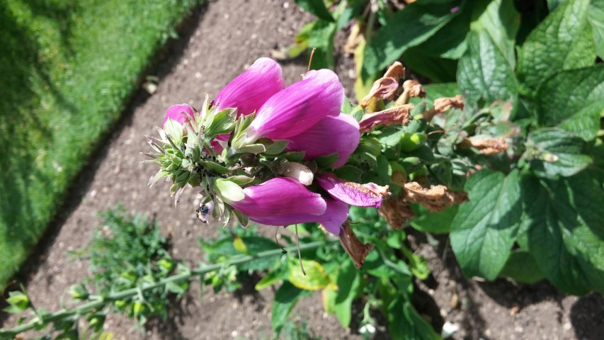Digitalis purpurea plantplacesimage20150705_153926.jpg