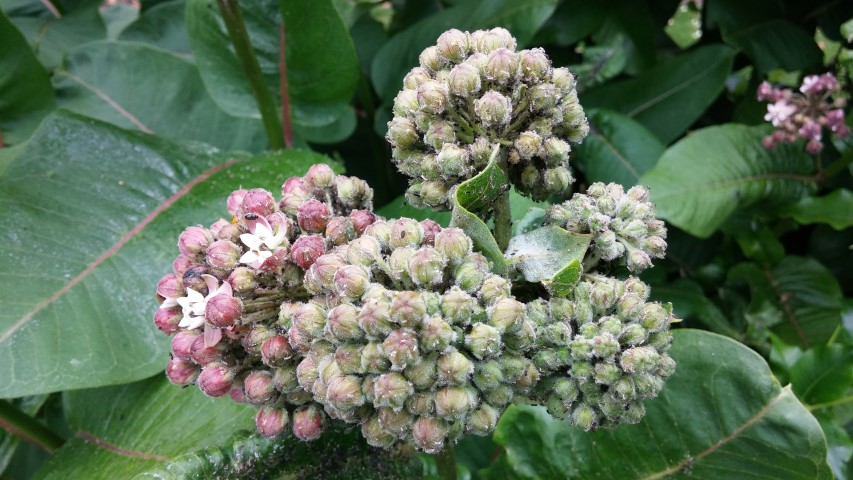 Asclepias syriaca plantplacesimage20150705_154556.jpg