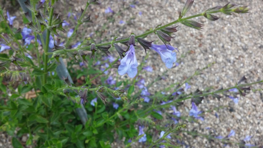 Salvia plantplacesimage20150707_132922.jpg