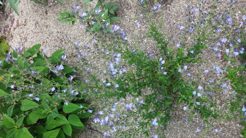 Salvia plantplacesimage20150707_132937.jpg