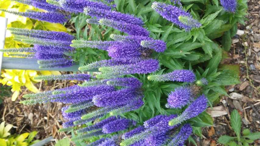 Veronica spicata plantplacesimage20150707_133712.jpg