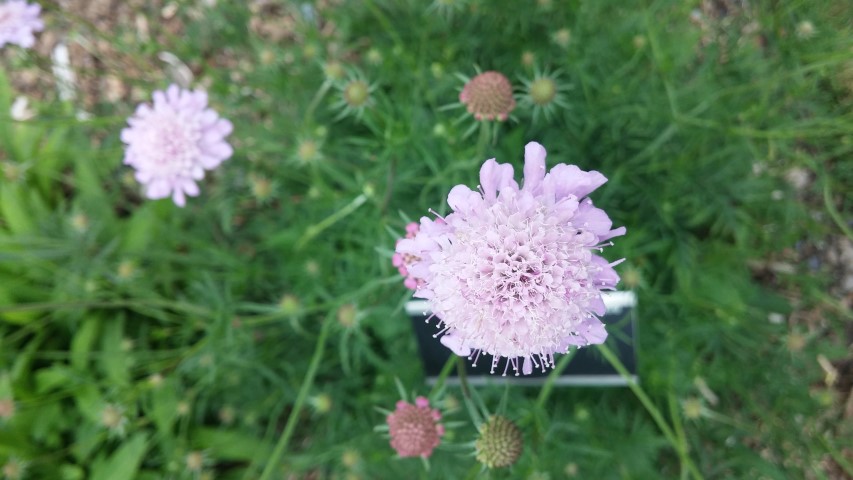 Scabiosa columbaria plantplacesimage20150707_140322.jpg