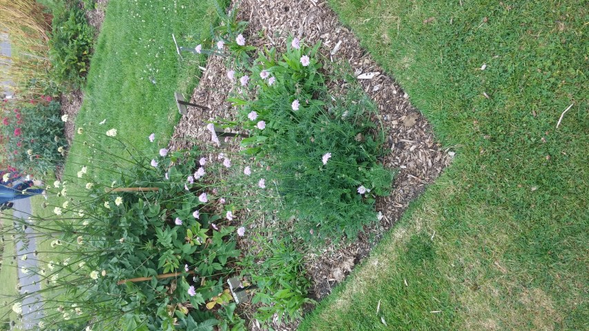 Scabiosa columbaria plantplacesimage20150707_140331.jpg