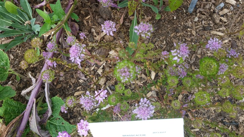 Iberis umbellata plantplacesimage20150707_141446.jpg