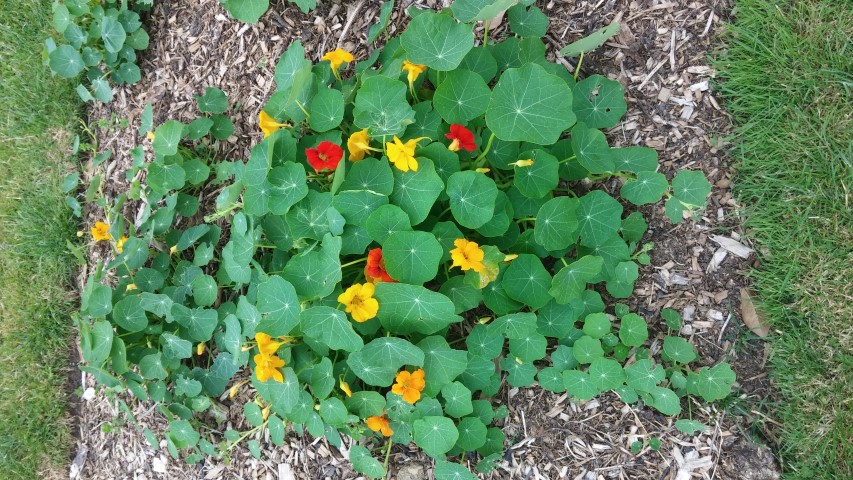 Tropaeolum spp plantplacesimage20150707_142157.jpg