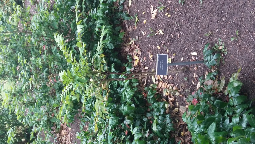 Mahonia confusa plantplacesimage20150707_145426.jpg