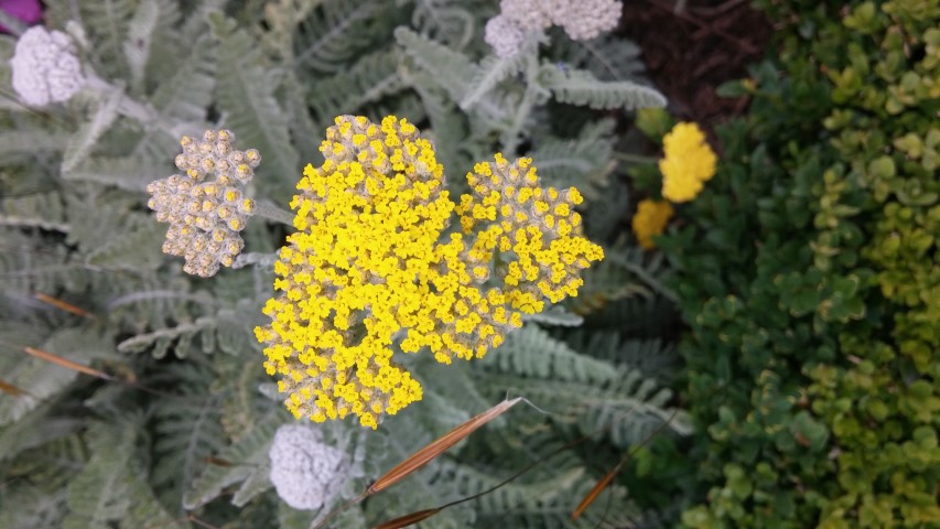 Achillea  plantplacesimage20150707_150043.jpg