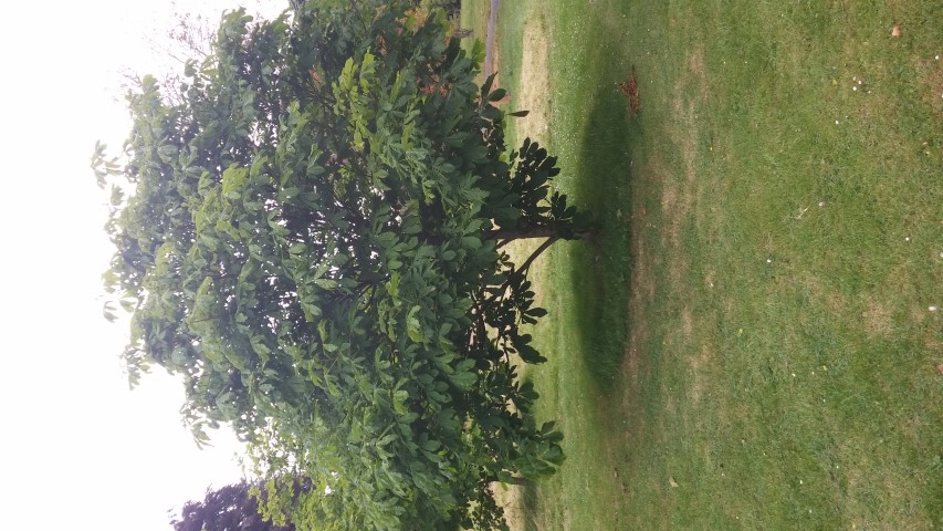 Aesculus hippocastanum plantplacesimage20150707_152641.jpg