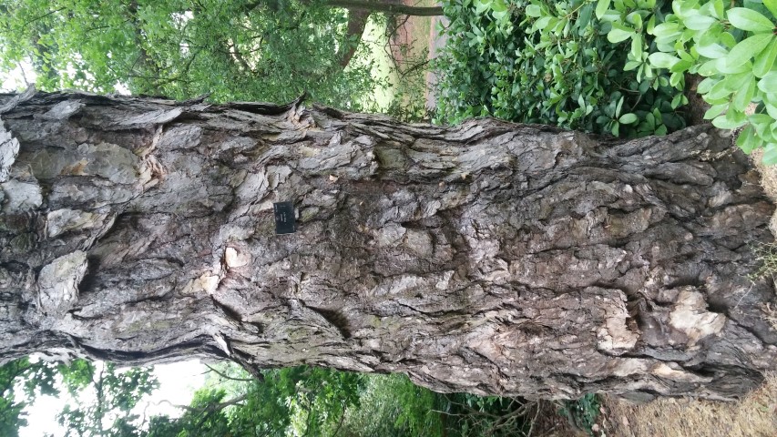 Pinus nigra plantplacesimage20150707_153602.jpg