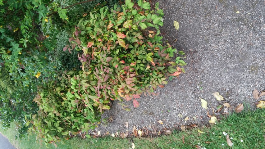 Nandina domestica plantplacesimage20150707_155549.jpg