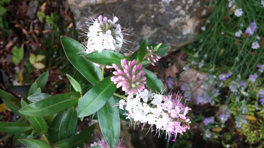 Hebe plantplacesimage20150707_162222.jpg