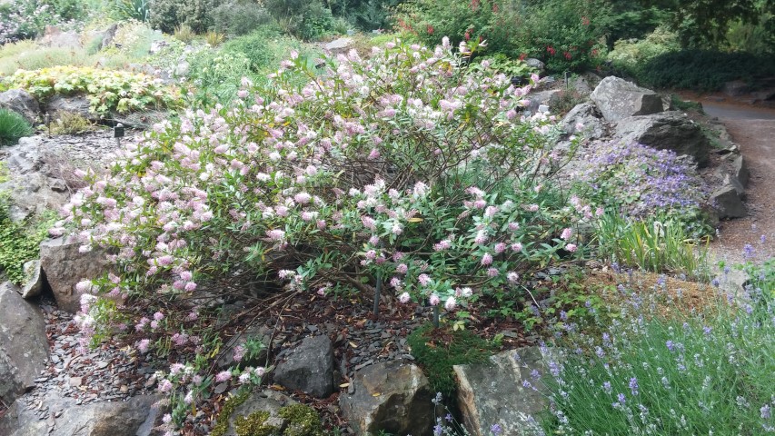 Hebe plantplacesimage20150707_162242.jpg