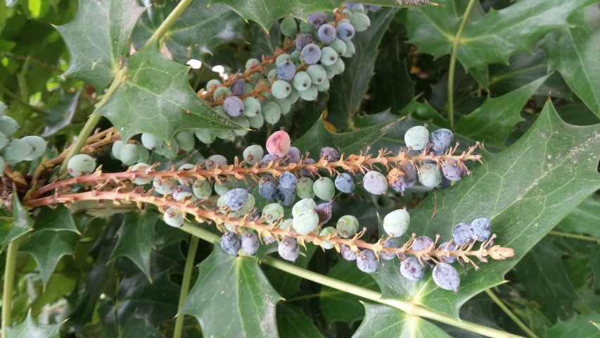 Mahonia japonica plantplacesimage20150707_162806.jpg