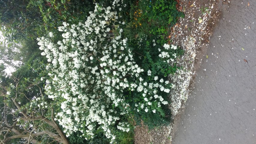 Philadelphus plantplacesimage20150707_163934.jpg