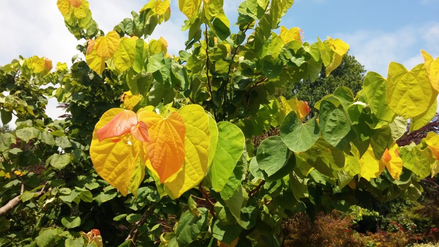 Cercis canadensis plantplacesimage20150808_132442.jpg