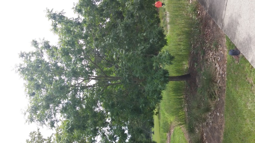 Pistacia chinensis plantplacesimage20150808_142440.jpg