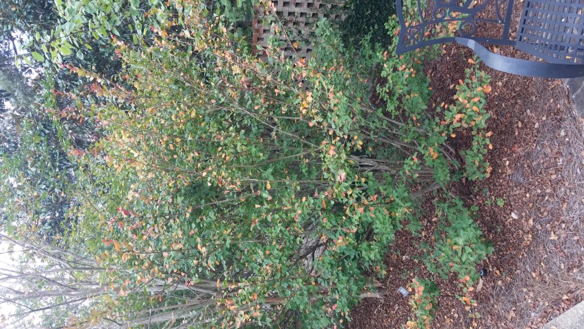 Lagerstroemia indica plantplacesimage20150808_144538.jpg