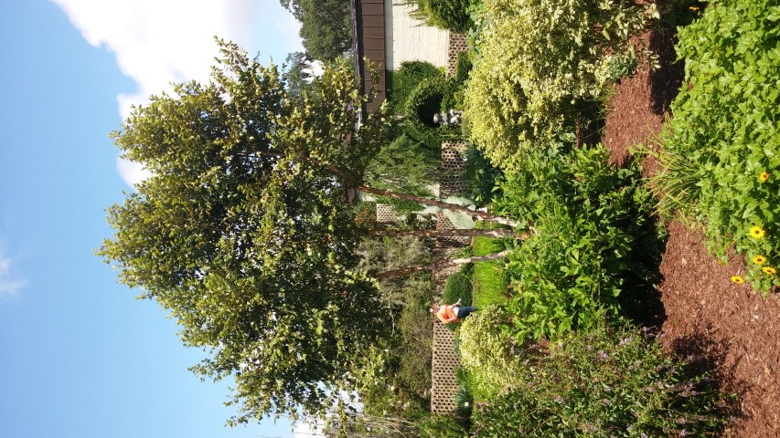 Betula nigra plantplacesimage20150808_150413.jpg