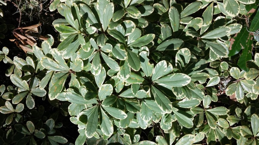 Pittosporum tobira plantplacesimage20150808_153920.jpg