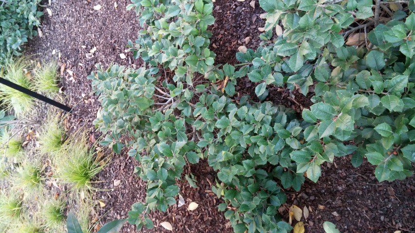 Ilex opaca plantplacesimage20151017_175245.jpg
