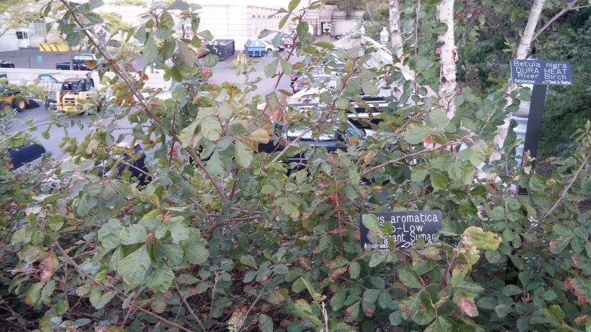 Rhus aromatica plantplacesimage20151017_180406.jpg