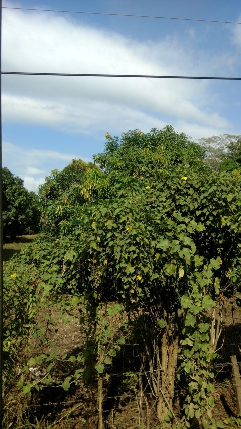 Mangifera indica plantplacesimage20151211_140357.jpg