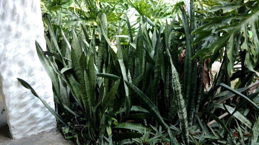 Sansevieria trifasciata plantplacesimage20151211_144509.jpg