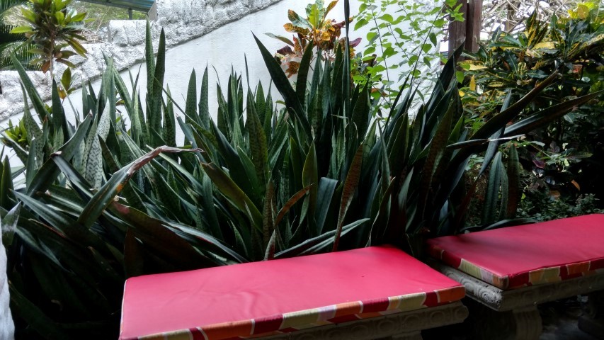Sansevieria trifasciata plantplacesimage20151211_144520.jpg