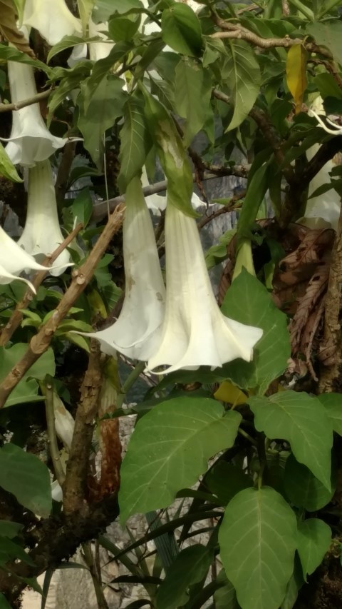 Brugmansia insignis plantplacesimage20151216_151812.jpg