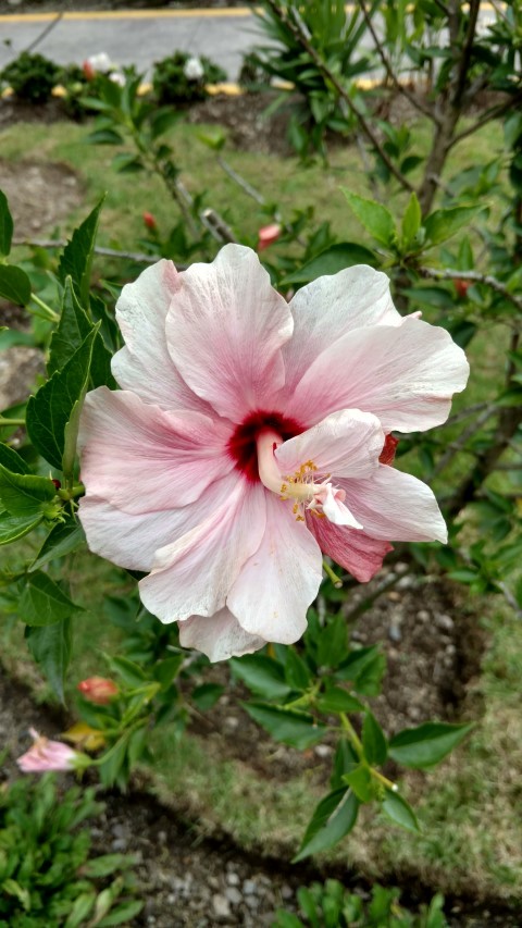 Hibiscus syriacus plantplacesimage20151216_164616.jpg