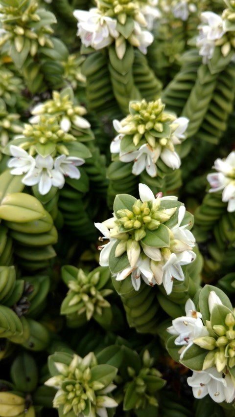 Veronica elliptica plantplacesimage20151228_131705.jpg
