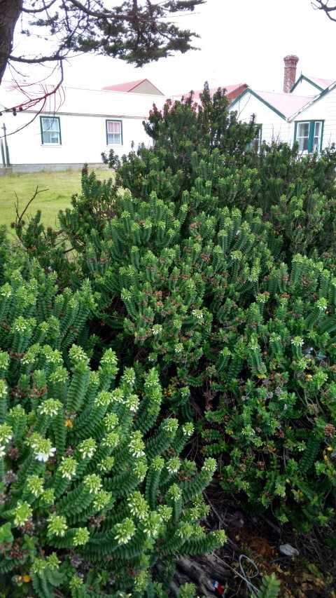 Veronica elliptica plantplacesimage20151228_132109.jpg
