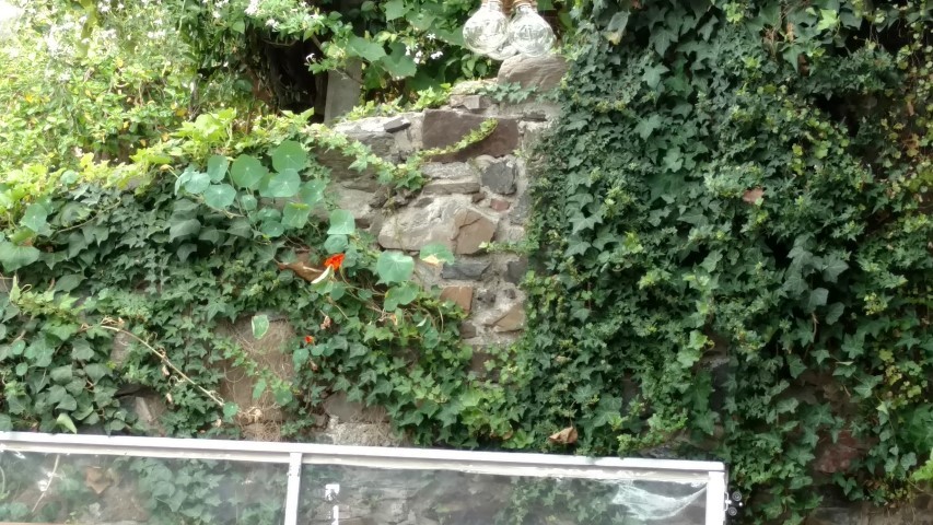 Tropaeolum spp plantplacesimage20160101_105807.jpg