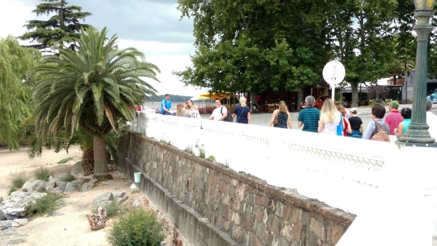 Phoenix canariensis plantplacesimage20160101_110711.jpg