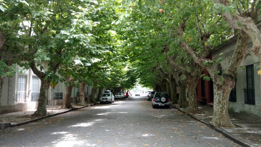 Platanus x acerifolia plantplacesimage20160101_133642.jpg