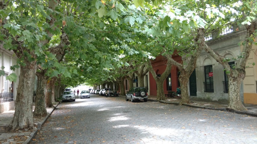 Platanus x acerifolia plantplacesimage20160101_133651.jpg