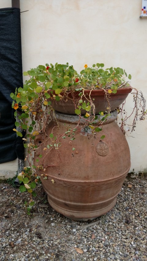 Tropaeolum spp plantplacesimage20160123_123738.jpg