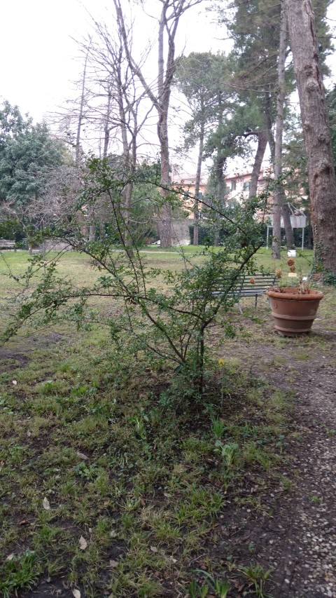 Pyracantha coccinea plantplacesimage20160123_125309.jpg