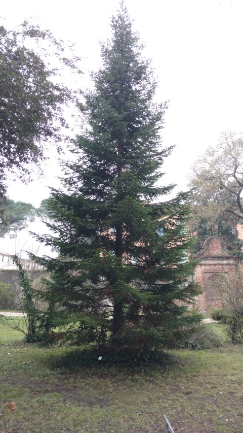 Abies cephalonica plantplacesimage20160123_125413.jpg