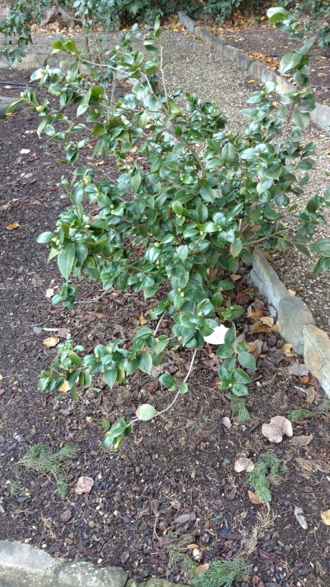 Camellia japonica plantplacesimage20160124_110903.jpg