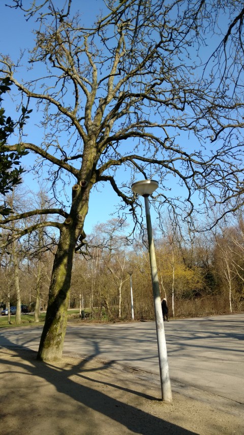 Aesculus hippocastanum plantplacesimage20160227_112707.jpg